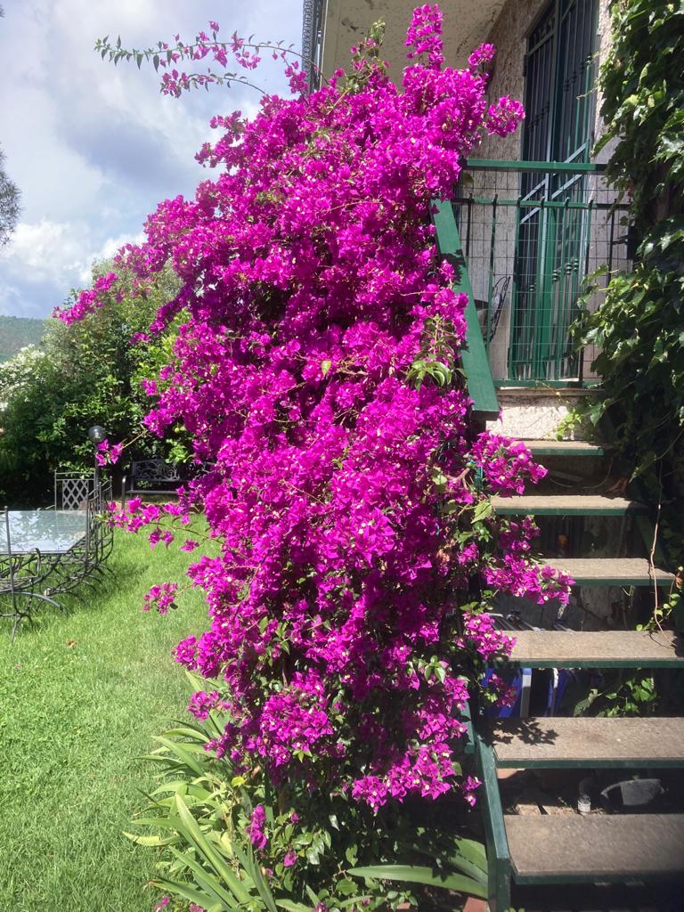 Green Paradise Giardini